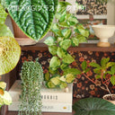 Book Shape Decorative Cable Management Box